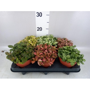 Fittonia   ...mix