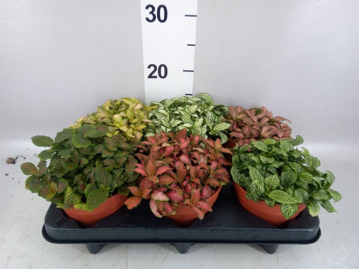 <h4>Fittonia   ...mix</h4>