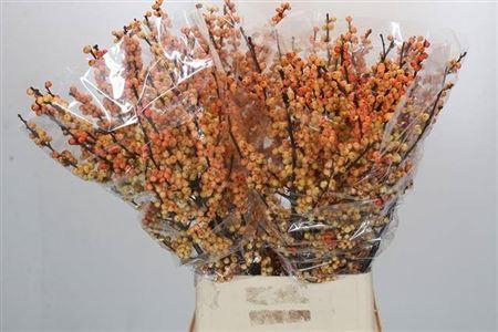 <h4>Ilex Cresgold</h4>