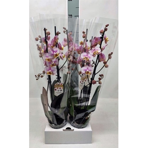 Phalaenopsis  'Ant Copenhagen'