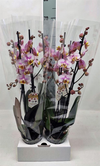<h4>Phalaenopsis  'Ant Copenhagen'</h4>
