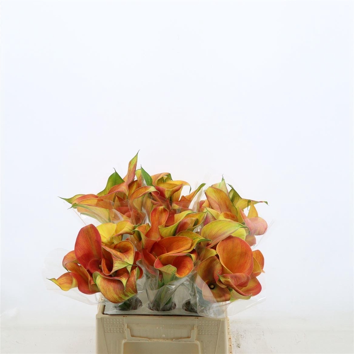 <h4>Calla Orange Pride | Dubbelbloemig</h4>