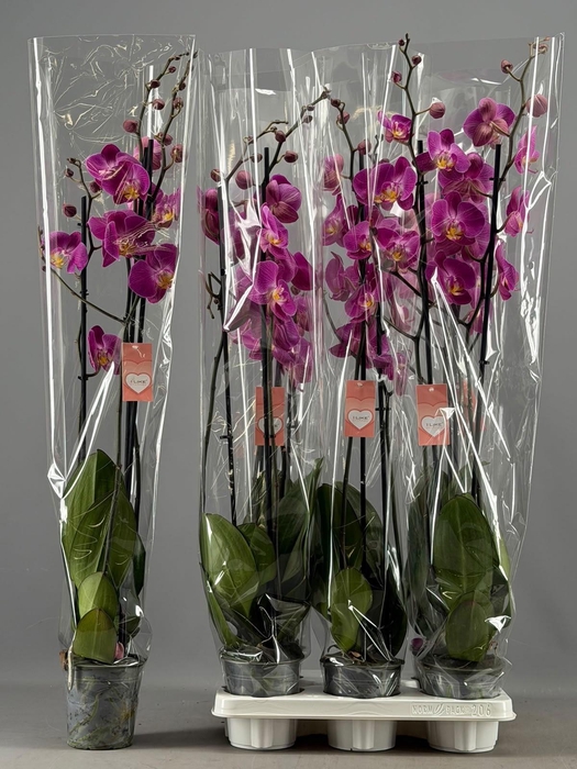 <h4>PHAL OV PAARS</h4>