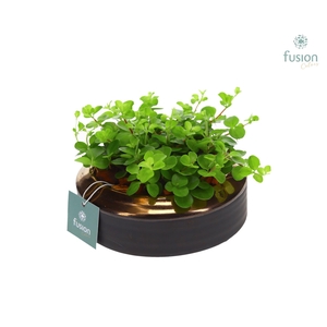 Schaal keramiek brons Small met Peperomia