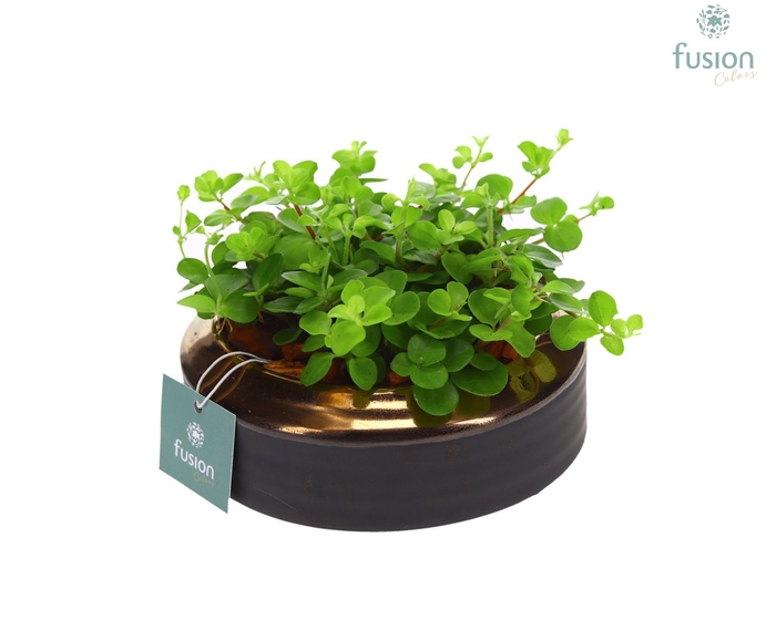 <h4>Schaal keramiek brons Small met Peperomia</h4>