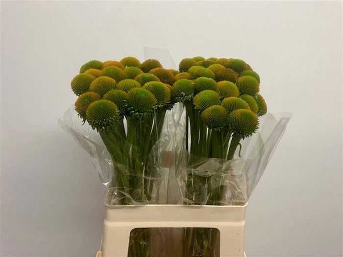 <h4>ECHI WHITE SWAN</h4>