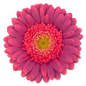 GERBERA MI 'BIZAR'