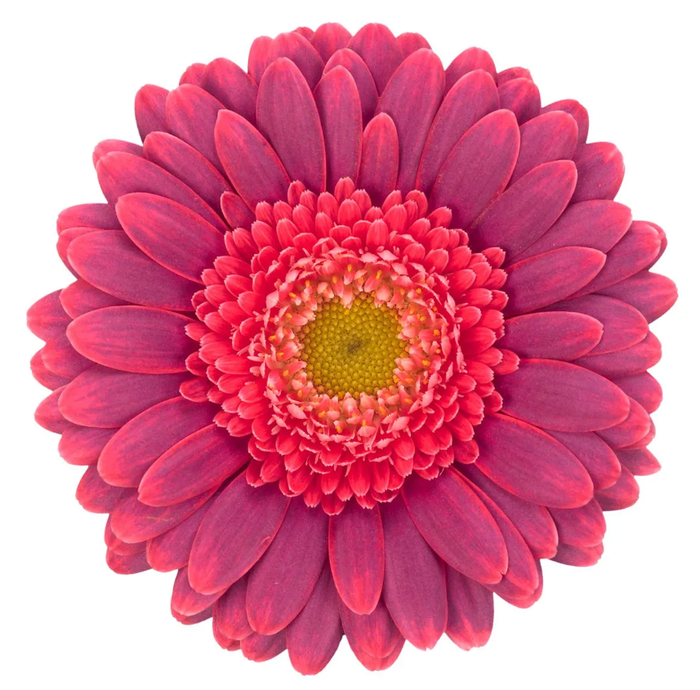 <h4>GERBERA MI 'BIZAR'</h4>