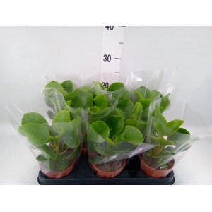 Pilea peperomioides