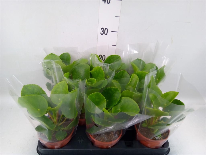 <h4>Pilea peperomioides</h4>