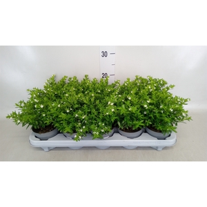 Cuphea hyssopifolia