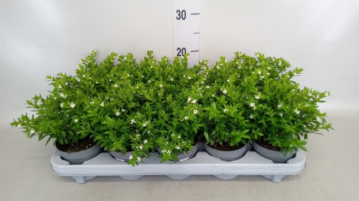 <h4>Cuphea hyssopifolia</h4>