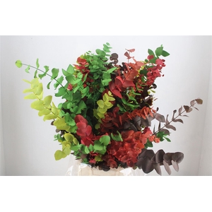 Euca Cinerea Harelquino Mix 200gr P Bunch