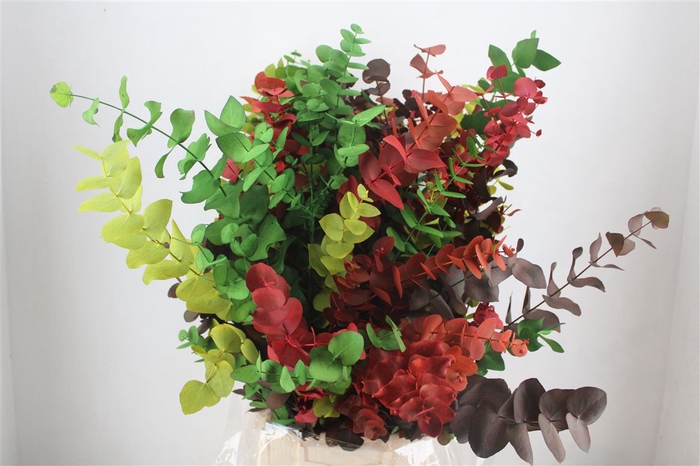 <h4>Euca Cinerea Harelquino Mix 200gr P Bunch</h4>