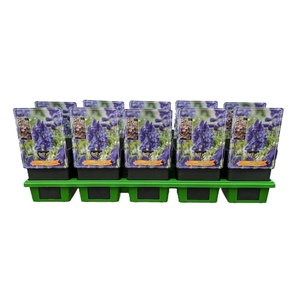 Aconitum carmichaelii