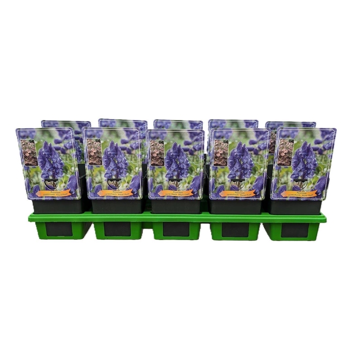 <h4>Aconitum carmichaelii</h4>