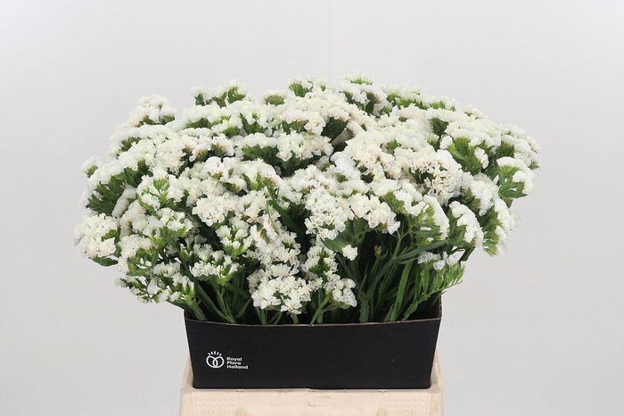 <h4>Limonium S - Wh Starl Wings</h4>