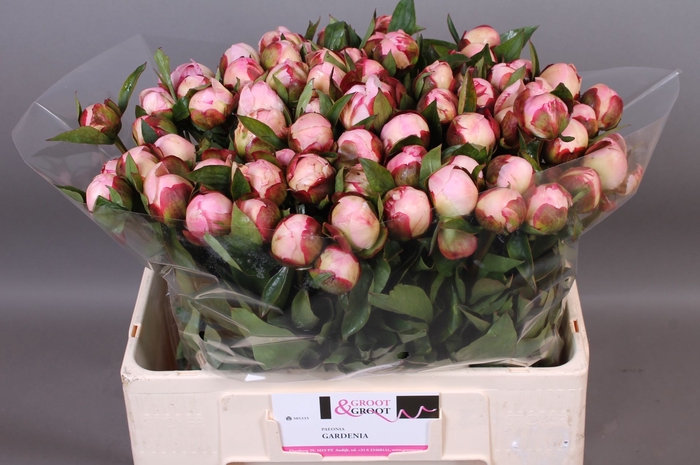 <h4>Paeonia Gardenia</h4>