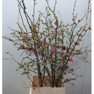 CHAENOMELES APPLE BLOSSOM 100CM
