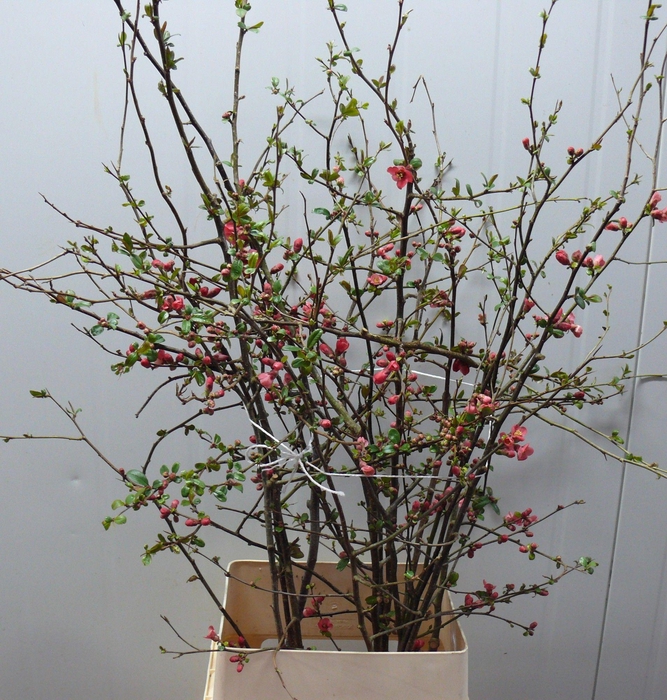 CHAENOMELES APPLE BLOSSOM 100CM