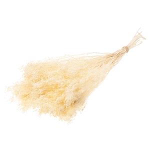 Broom Bloom Bunch Bleached White