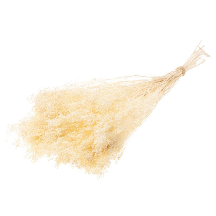 <h4>Broom Bloom Bunch Bleached White</h4>
