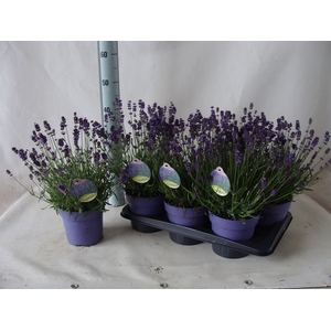 Lavandula angus. 'Hidcote'