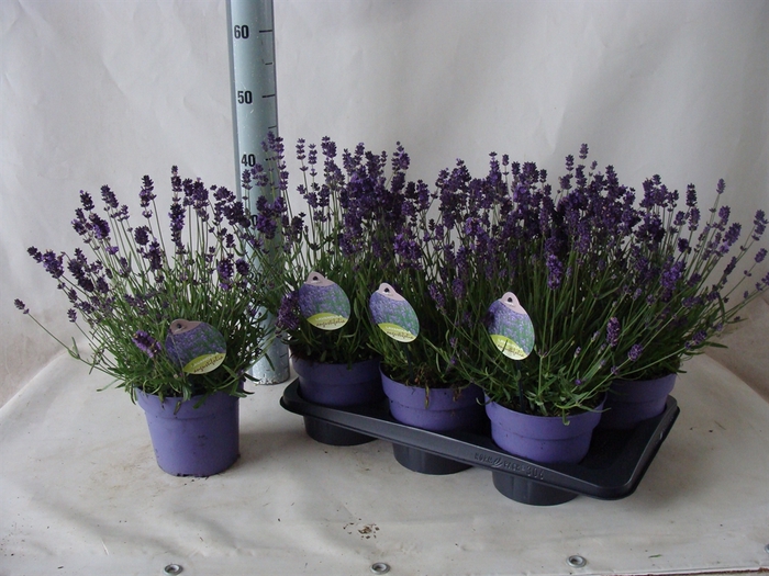 <h4>Lavandula angus. 'Hidcote'</h4>