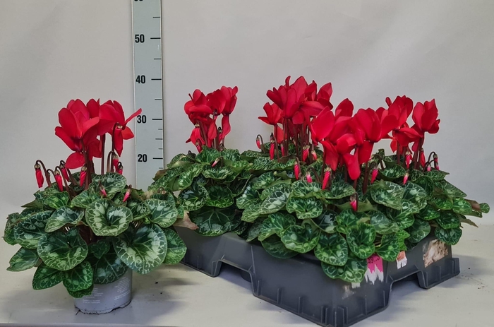 <h4>CYCL GR SUP XL</h4>