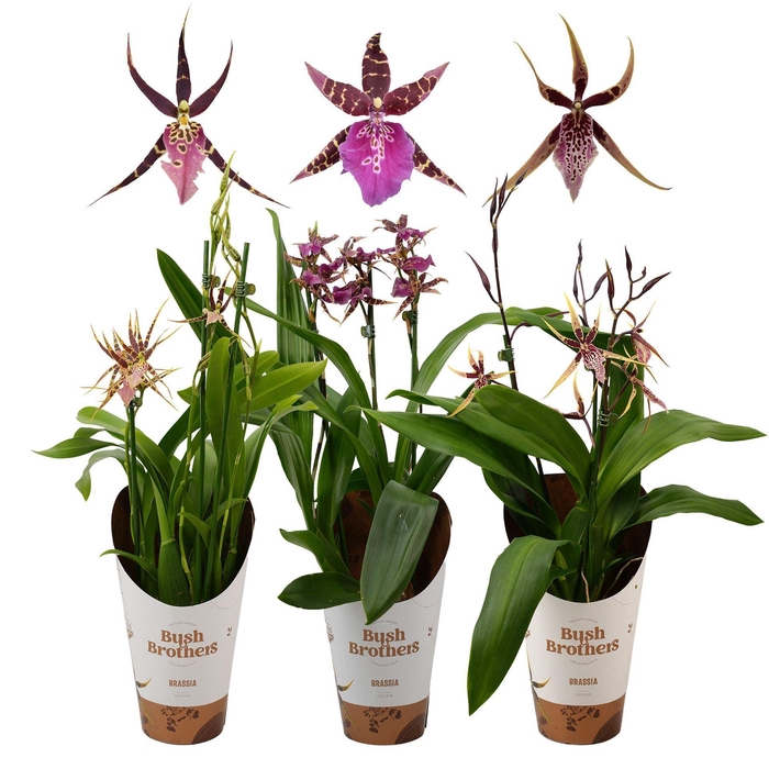 <h4>Brassia Summer Dream</h4>