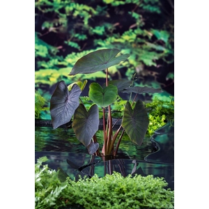 Colocasia  'Black Magic'