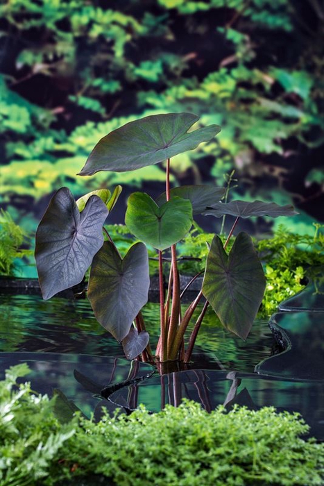 <h4>Colocasia  'Black Magic'</h4>
