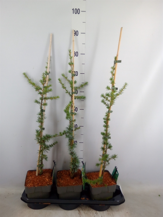 <h4>Cedrus libani 'Glauca'</h4>