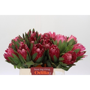 Protea Brenda
