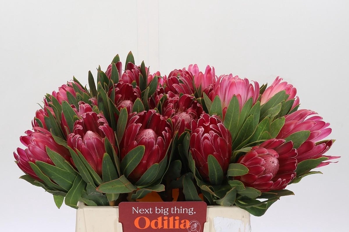 <h4>Protea Brenda</h4>