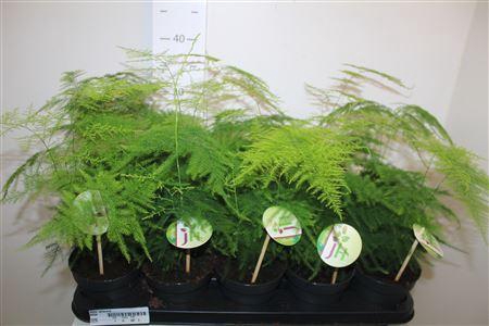 <h4>Aspar Setaceus</h4>