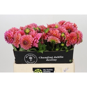DAHLIA  'PINK RUNNER'