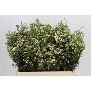 Chamelaucium Jupiter Moon