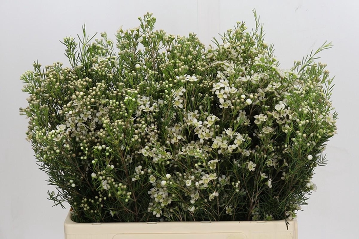 <h4>Chamelaucium Jupiter Moon</h4>