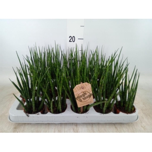 Sansevieria  'Fernwood'