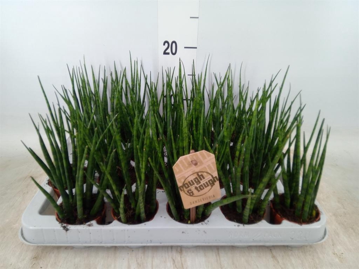 <h4>Sansevieria  'Fernwood'</h4>