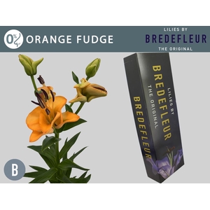 LI LA OV Orange Fudge QUALITY BOX 4+