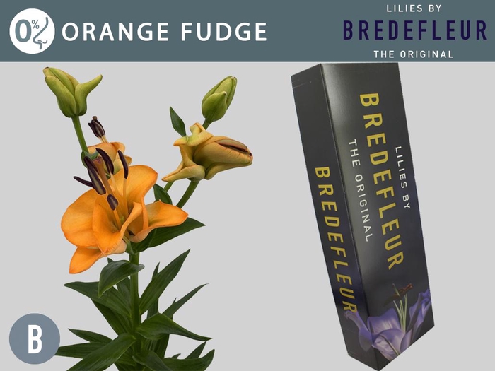 <h4>LI LA OV Orange Fudge QUALITY BOX 4+</h4>