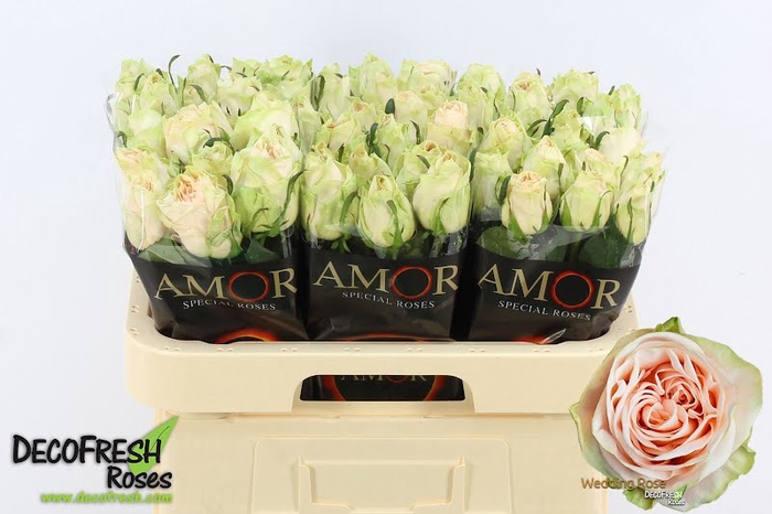 <h4>R Gr Wedding Rose Amor</h4>