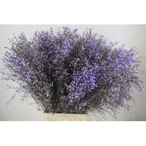 Ginster 400gr Milka P Bunch