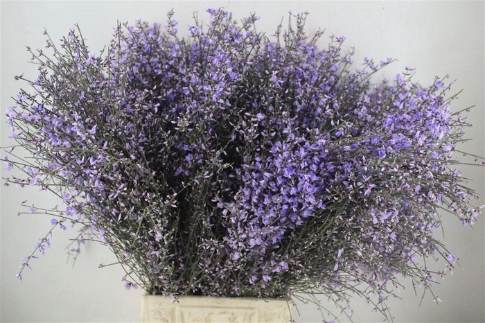 <h4>Ginster 400gr Milka P Bunch</h4>