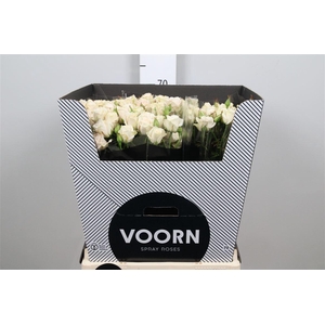 R Tr Royal Porcelina B1