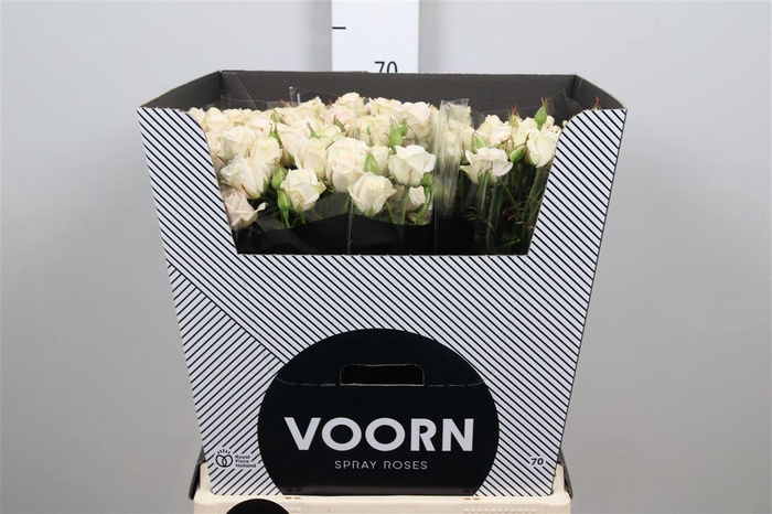 <h4>R Tr Royal Porcelina</h4>