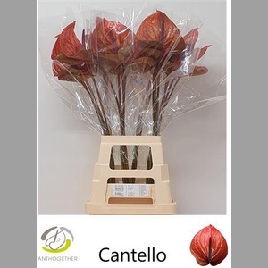 Anth A Cantello