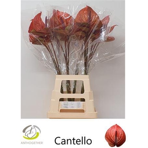 Anth A Cantello